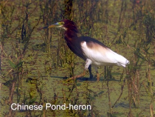 Chinese Pond Heron